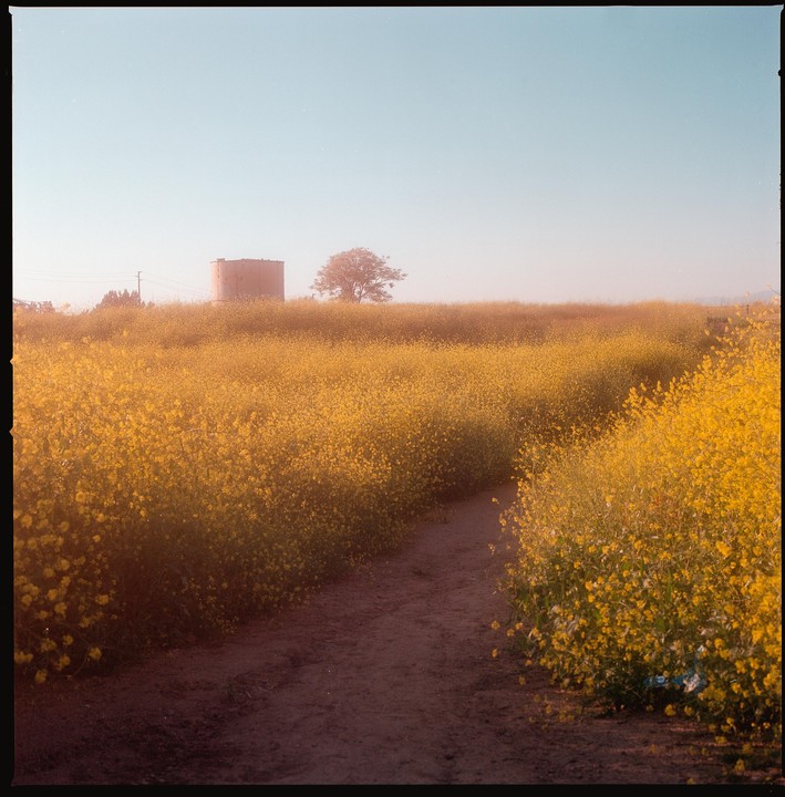 A dirt path winds through a field of yellow wildflowers towards a distant water tower and tree under a clear sky.