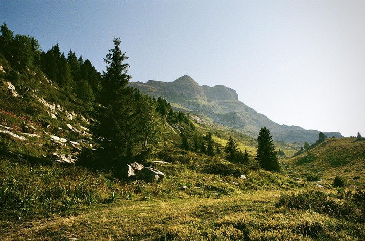 A sunlit alpine glade with scattered trees leads up to a mountain range under a clear sky.