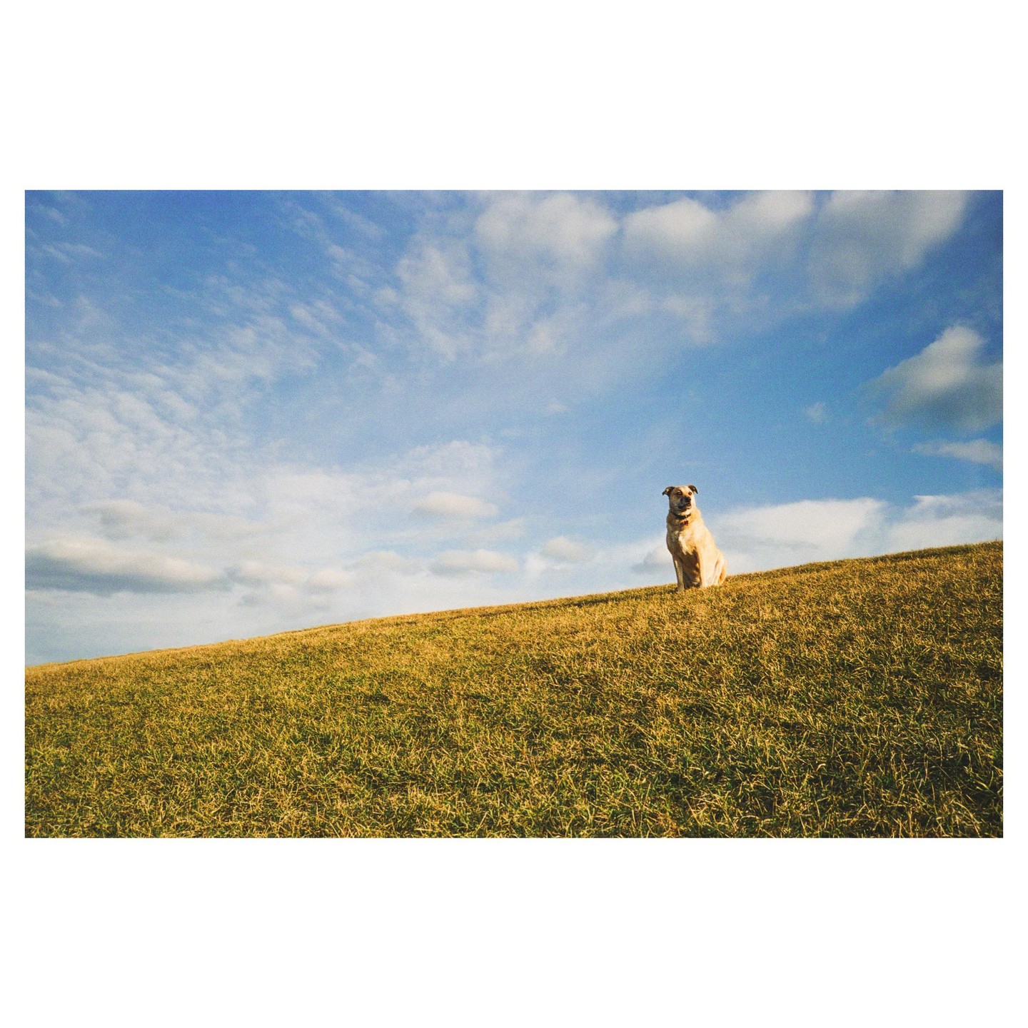A dog sits on a grassy hill under a blue sky with clouds.