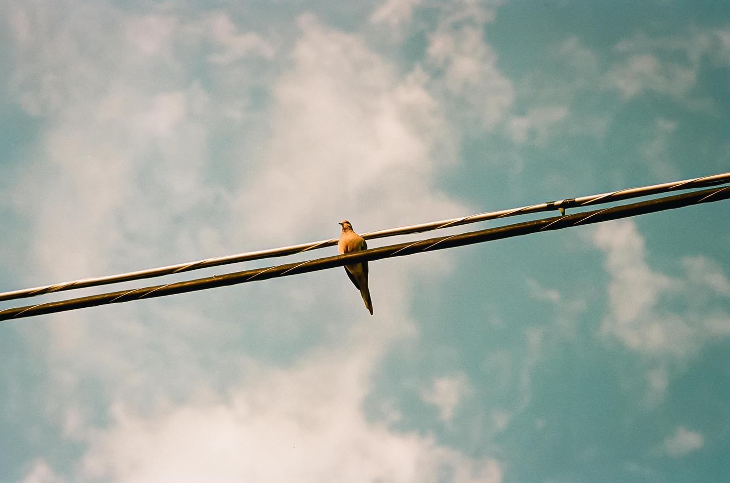 A bird sits on a power line against a cloudy sky.