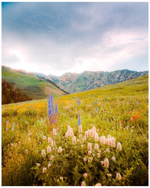 A field of wildflowers with mountains in the background is visible under a cloudy sky.