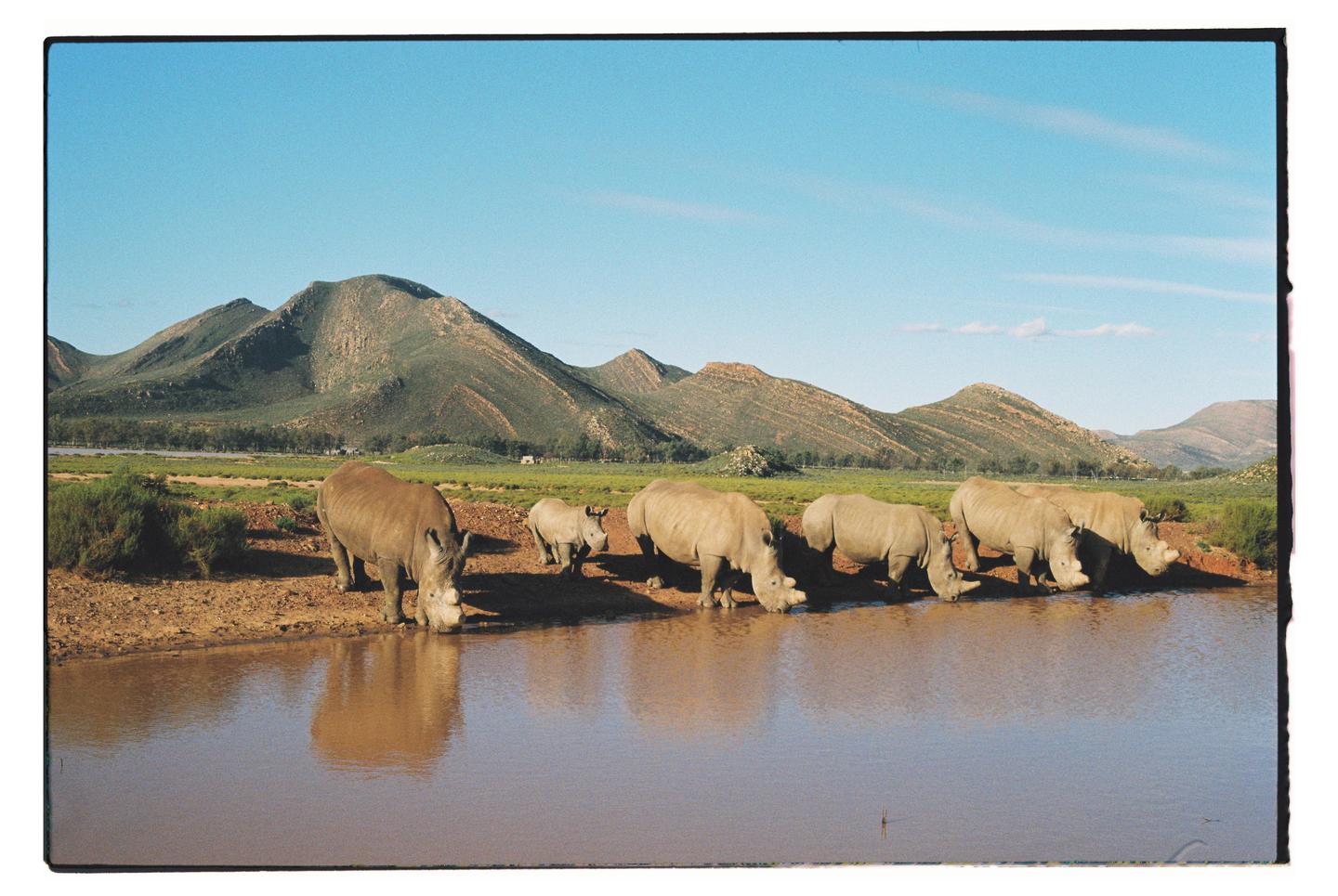 A group of rhinos drink from a muddy watering hole with mountains in the background.