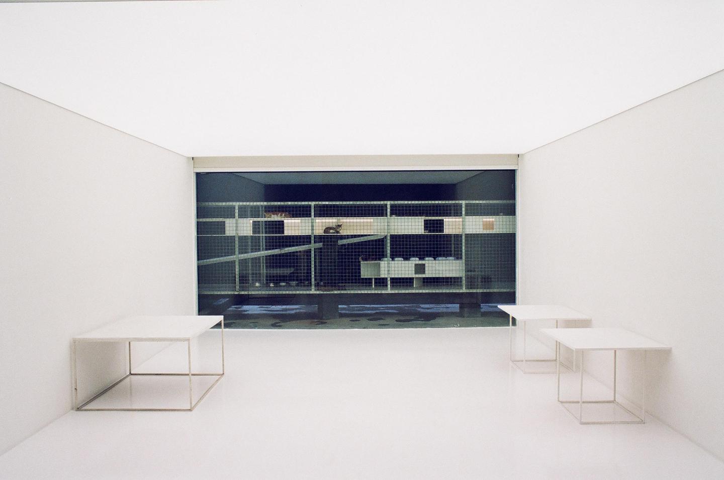 A white room with two tables looks out onto a large cage with several cats inside.