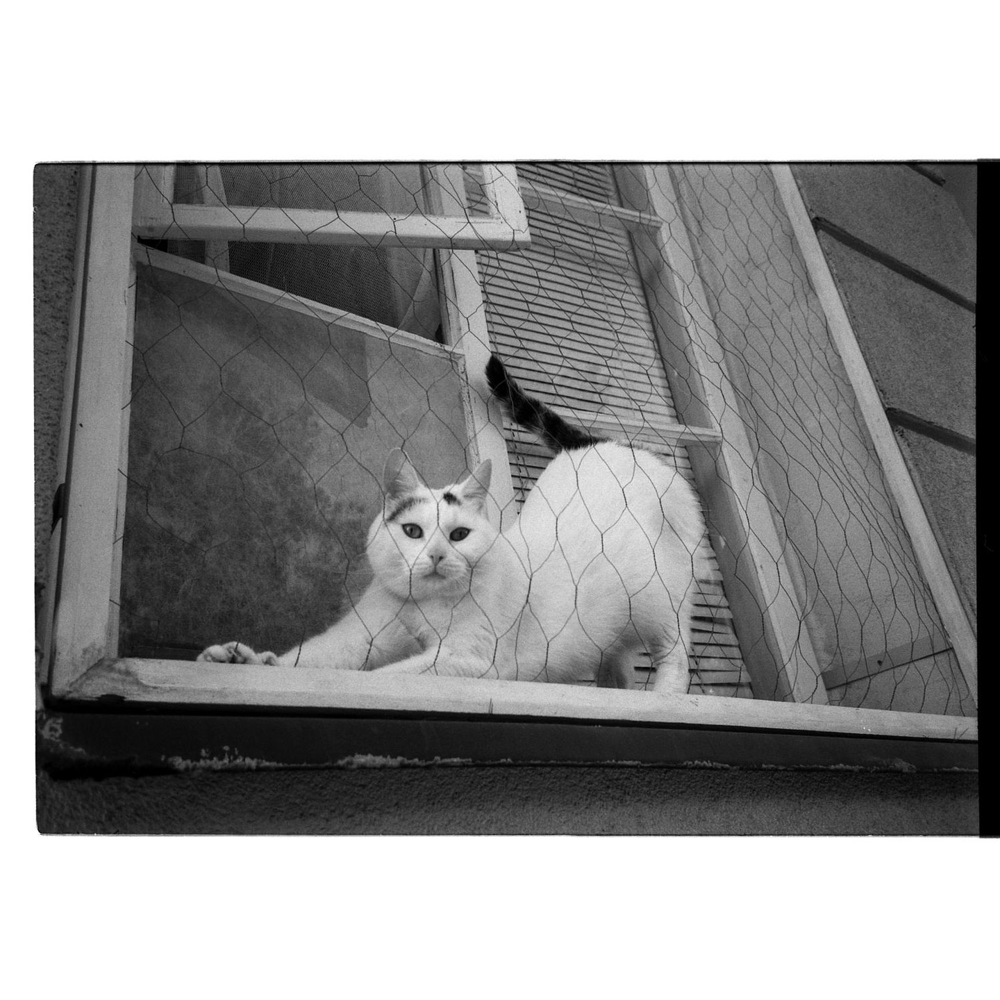 A white cat with black markings on its head and tail is stretching on a window ledge behind a wire mesh.
