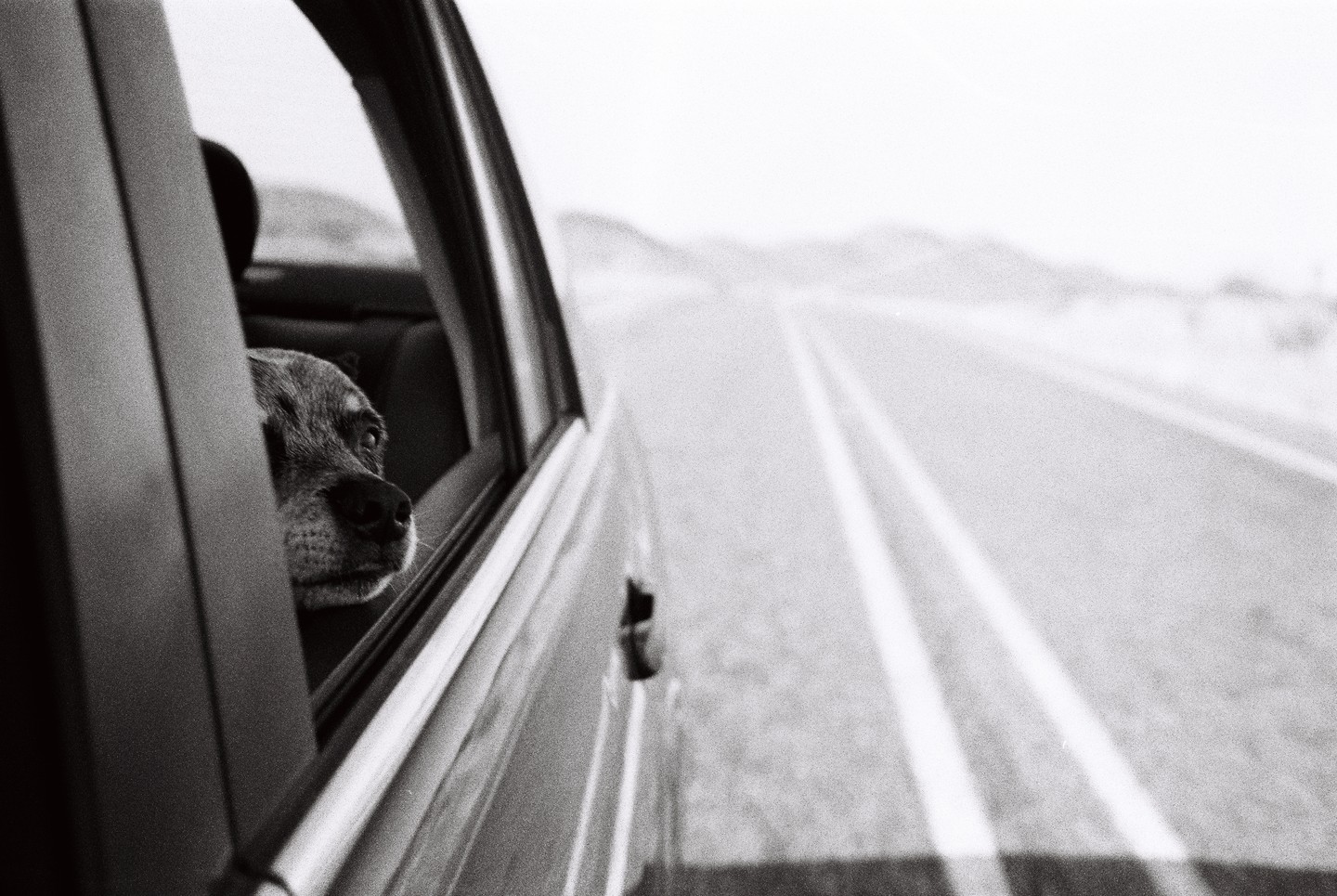 A dog looks out the window of a moving car on a highway.