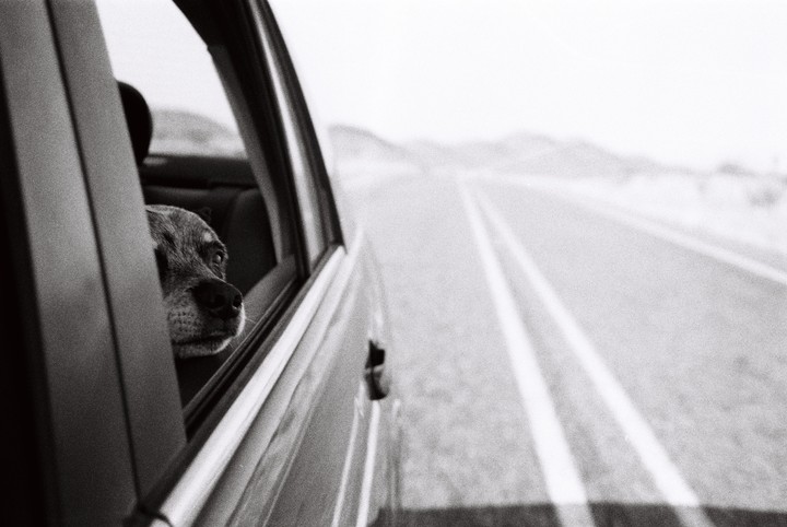 A dog looks out the window of a moving car on a highway.