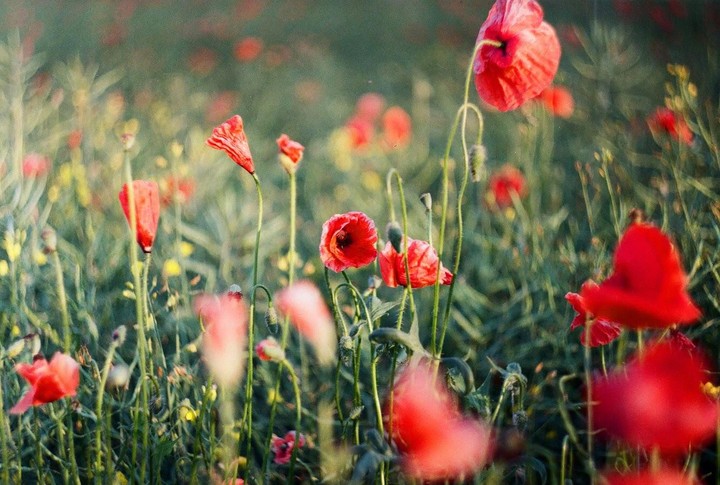 A field of red poppies and green foliage is shown with some flowers in focus and others blurred.
