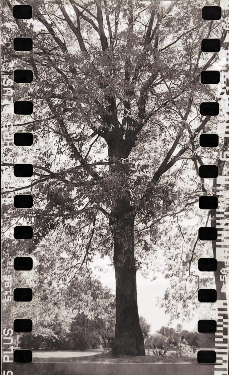 A large tree with many leaves stands in a park-like setting, with film borders visible on both sides of the image.