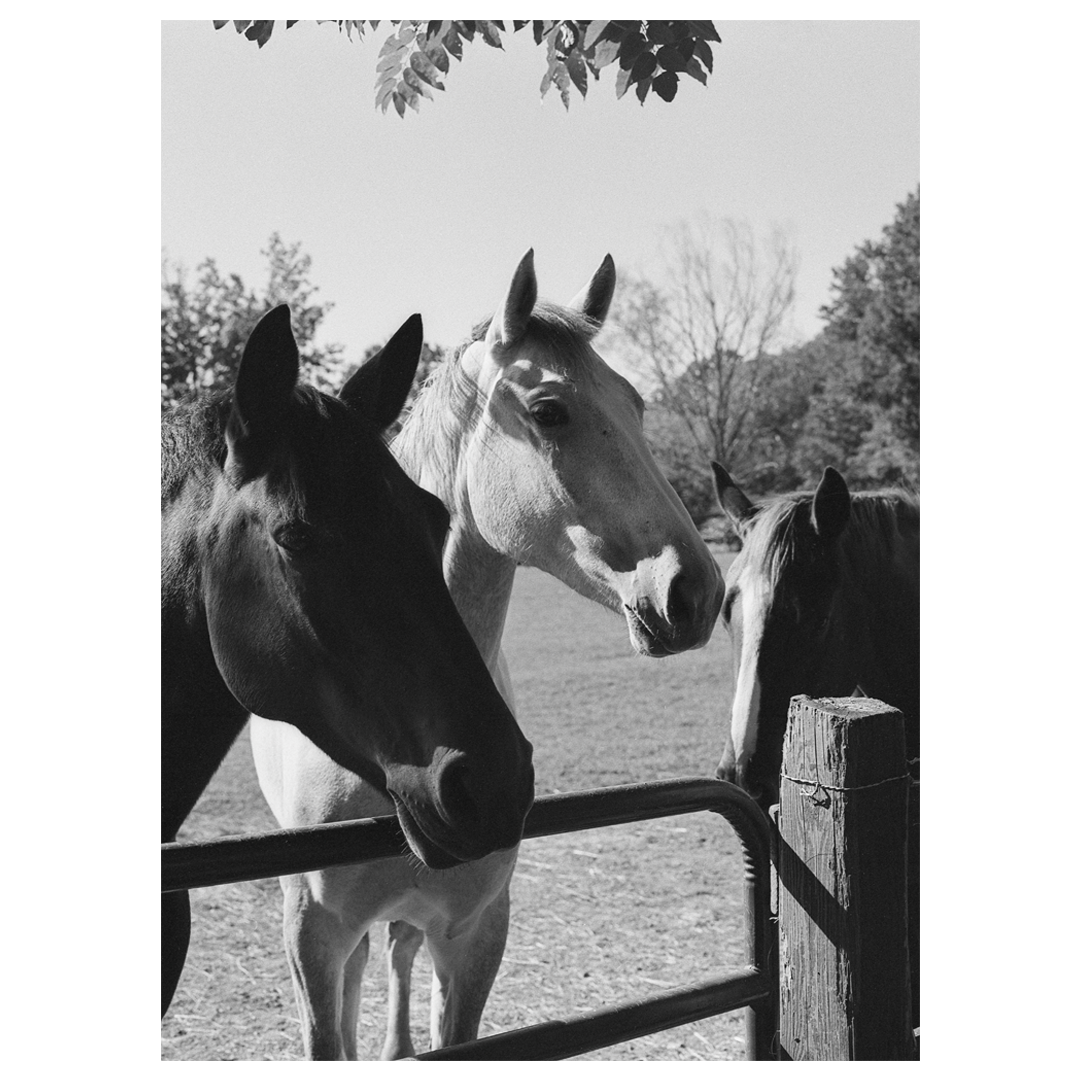 Three horses stand behind a metal gate in a field with trees in the background.