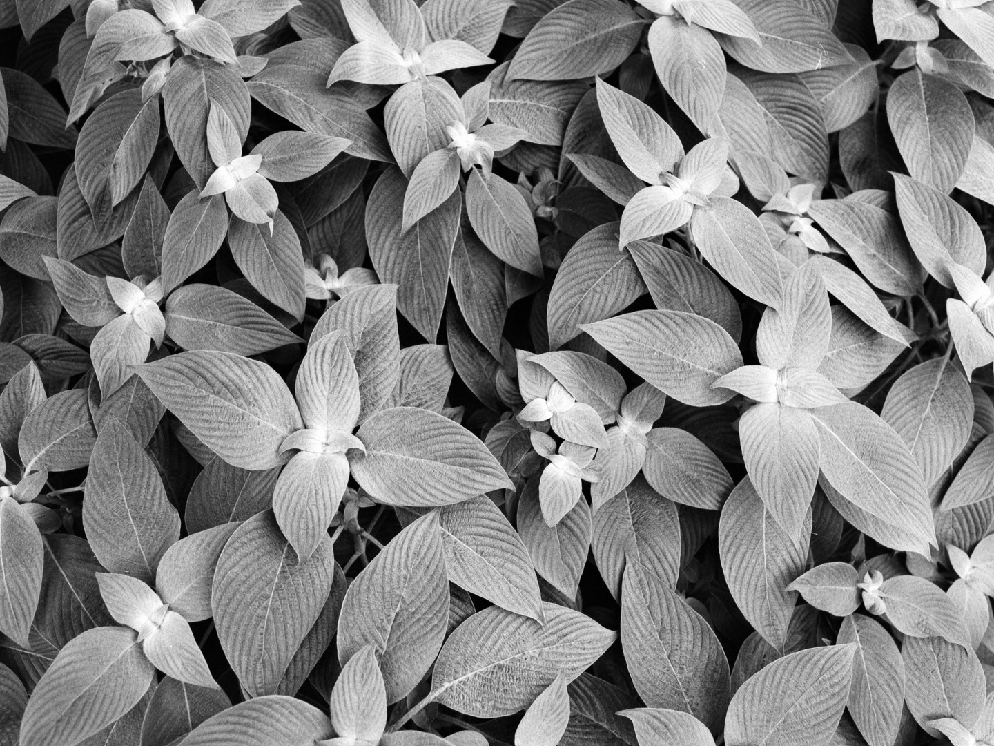 A dense cluster of foliage with prominent veins on the leaves fills the frame.
