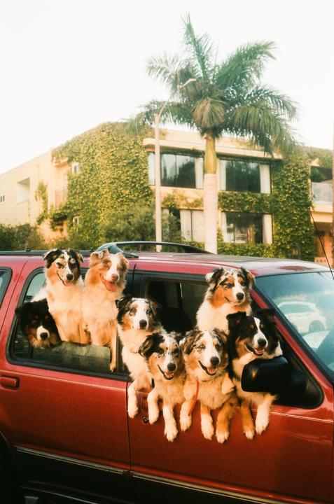 A group of dogs are looking out of the windows of a red car parked on a street with a palm tree and a building covered in ivy in the background.