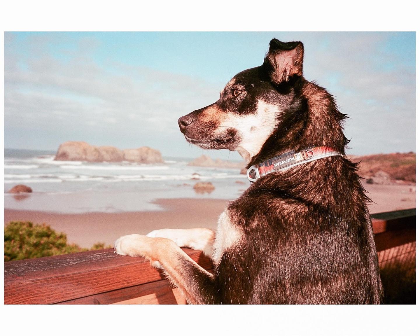 A dog stands on a wooden railing overlooking a beach with rock formations in the water.