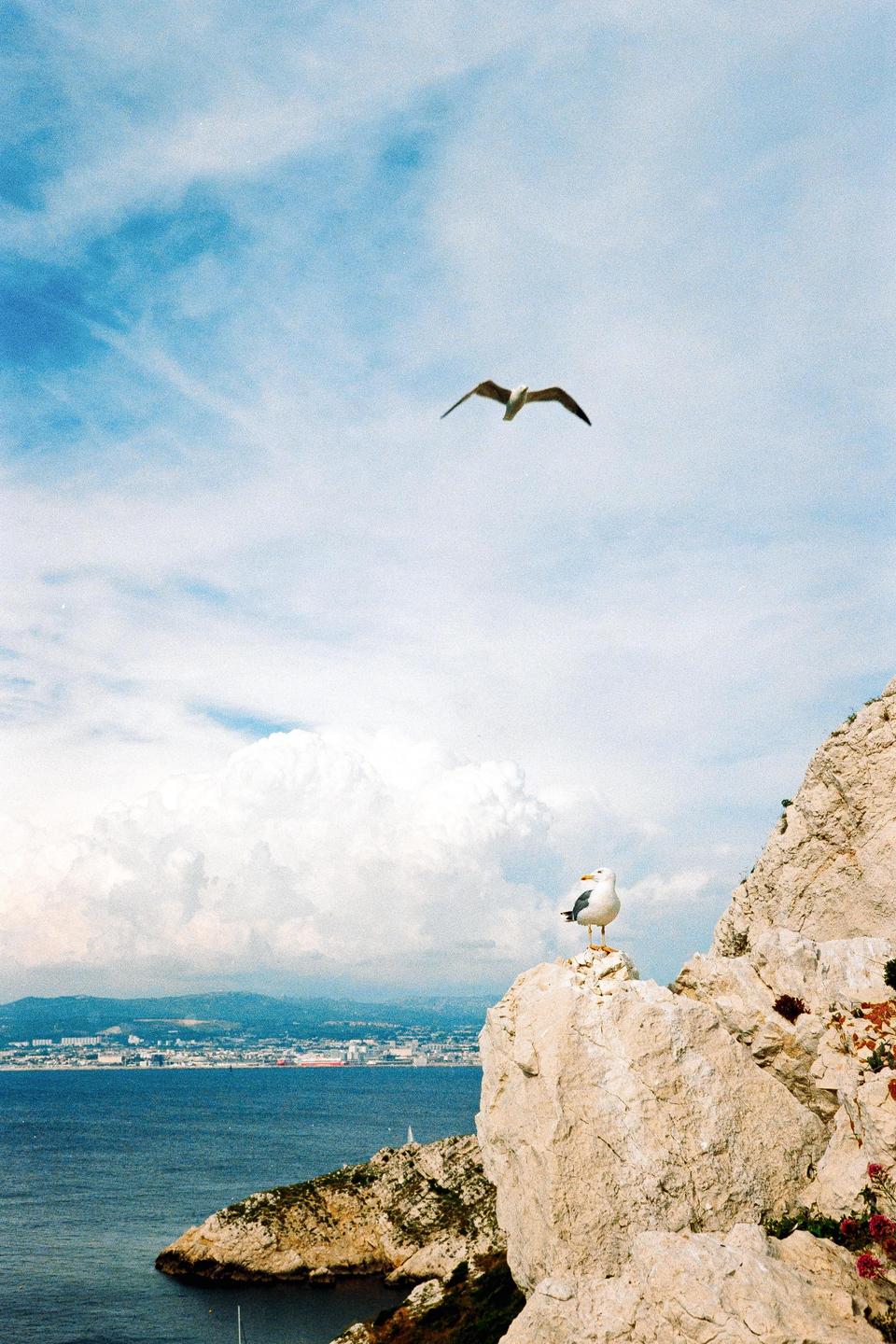 Two seagulls are visible, one perched on a cliff overlooking the sea and a city, and another flying in the sky.