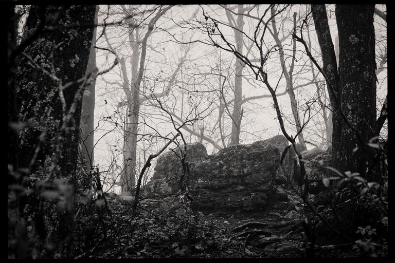 A forest with bare trees and large rocks is shrouded in fog.