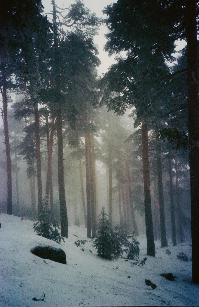 A snowy forest is filled with tall pine trees and a thick fog.