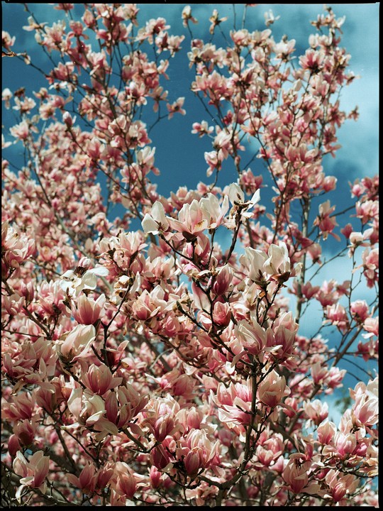 Pink magnolia blossoms fill the frame against a bright blue sky.