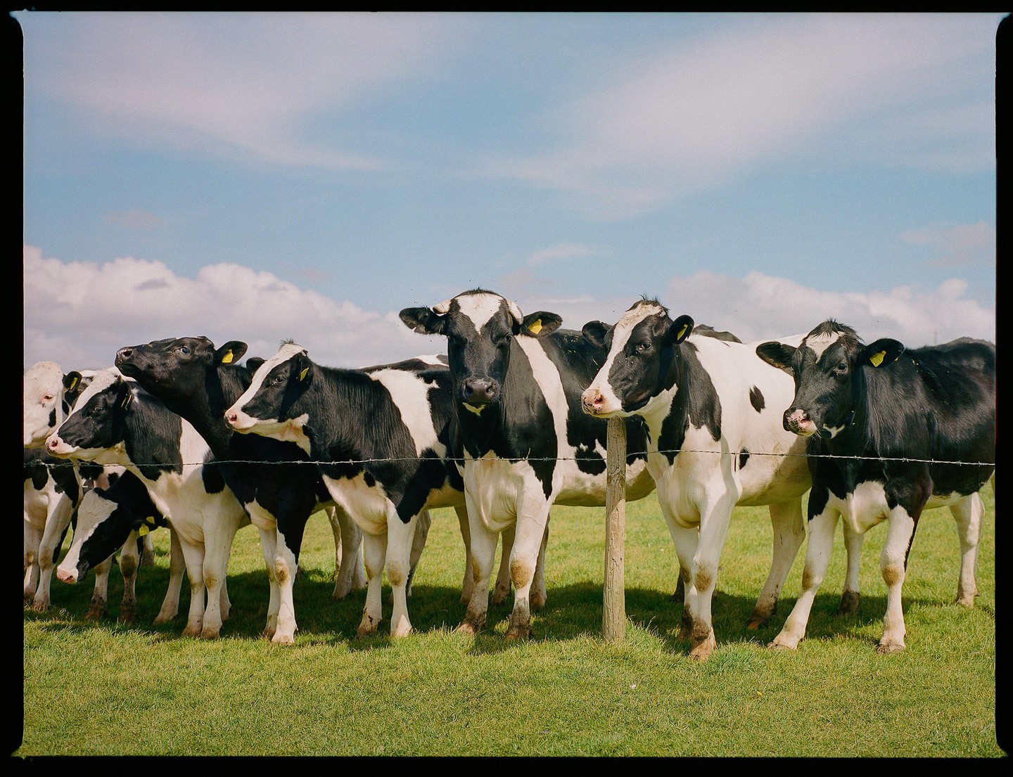 A herd of cows stands behind a barbed wire fence in a grassy field under a blue sky with clouds.