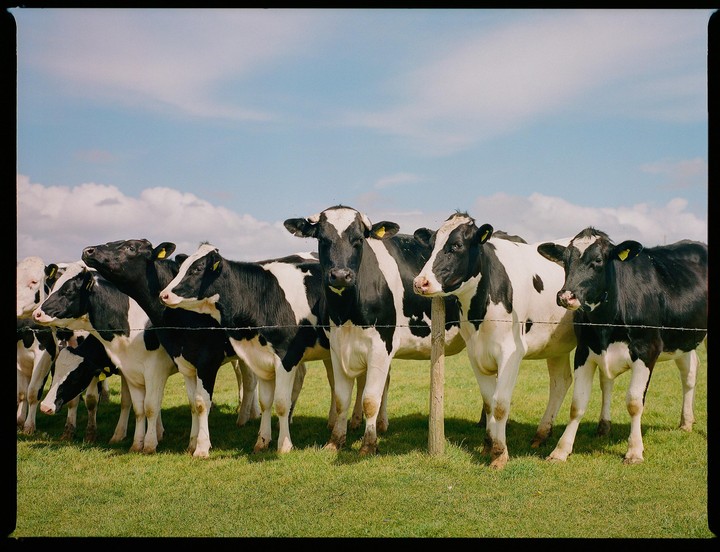 A herd of cows stands behind a barbed wire fence in a grassy field under a blue sky with clouds.