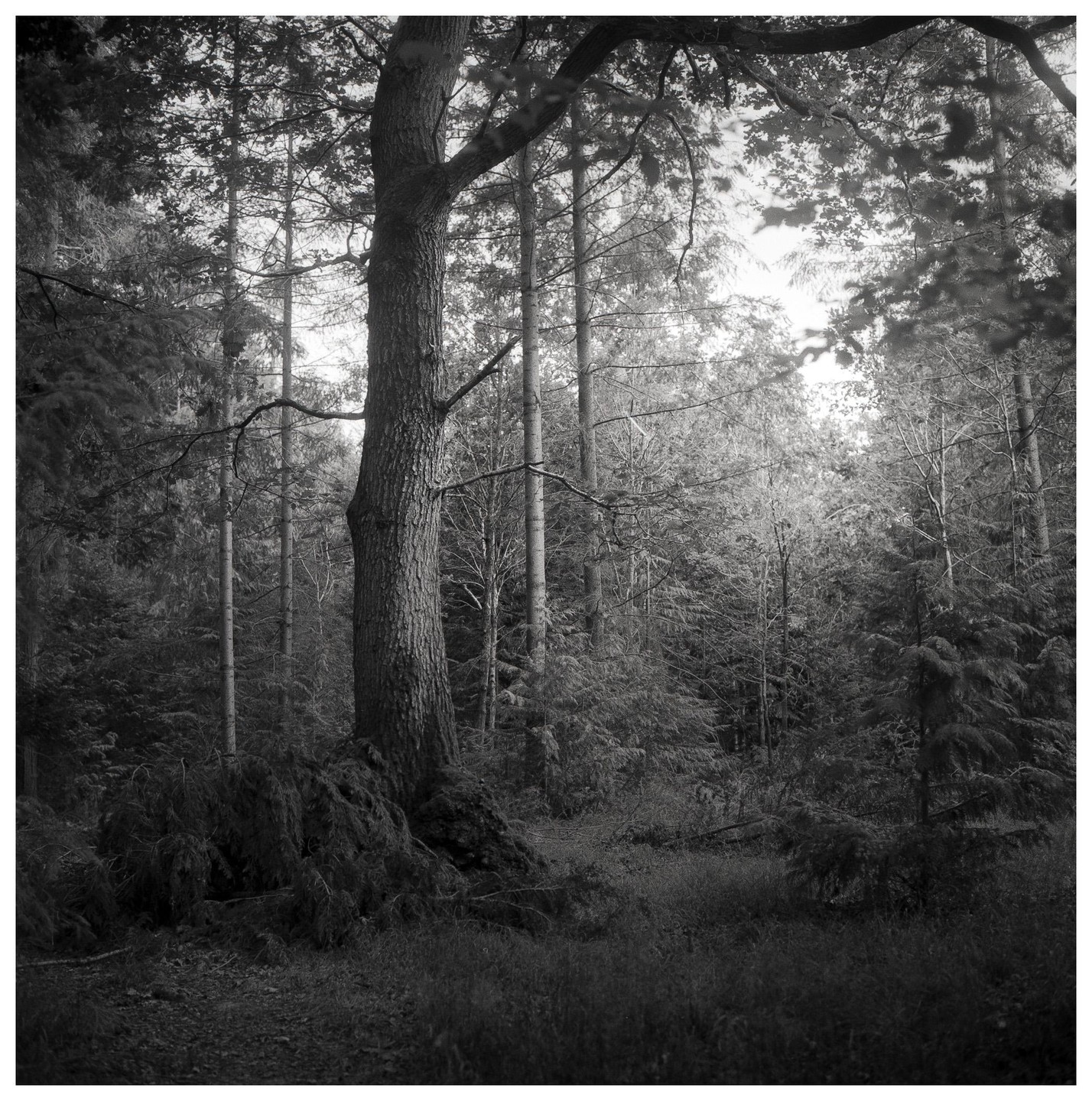 A large tree trunk stands in the center of a forest with many other trees and foliage.