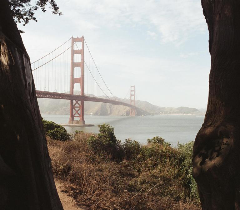 The Golden Gate Bridge is visible through a gap between two large tree trunks.