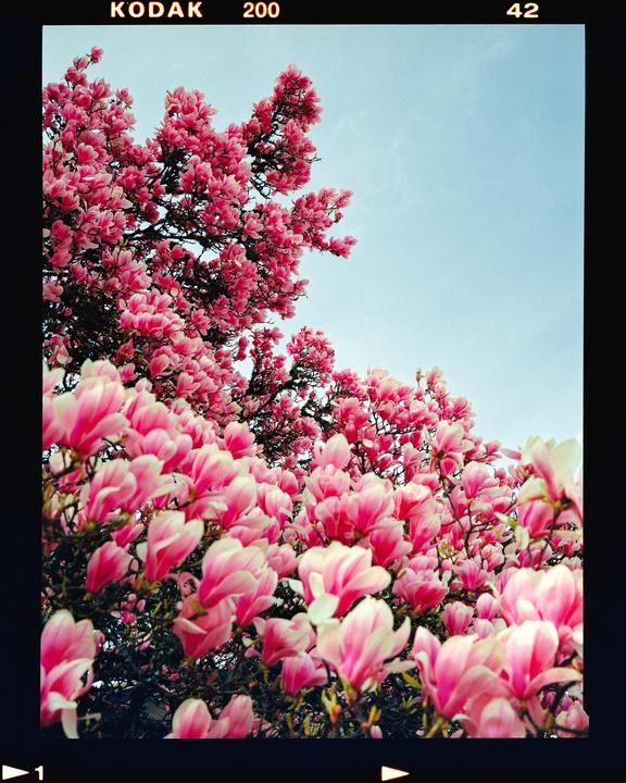 A tree with pink blossoms fills the frame against a light blue sky.