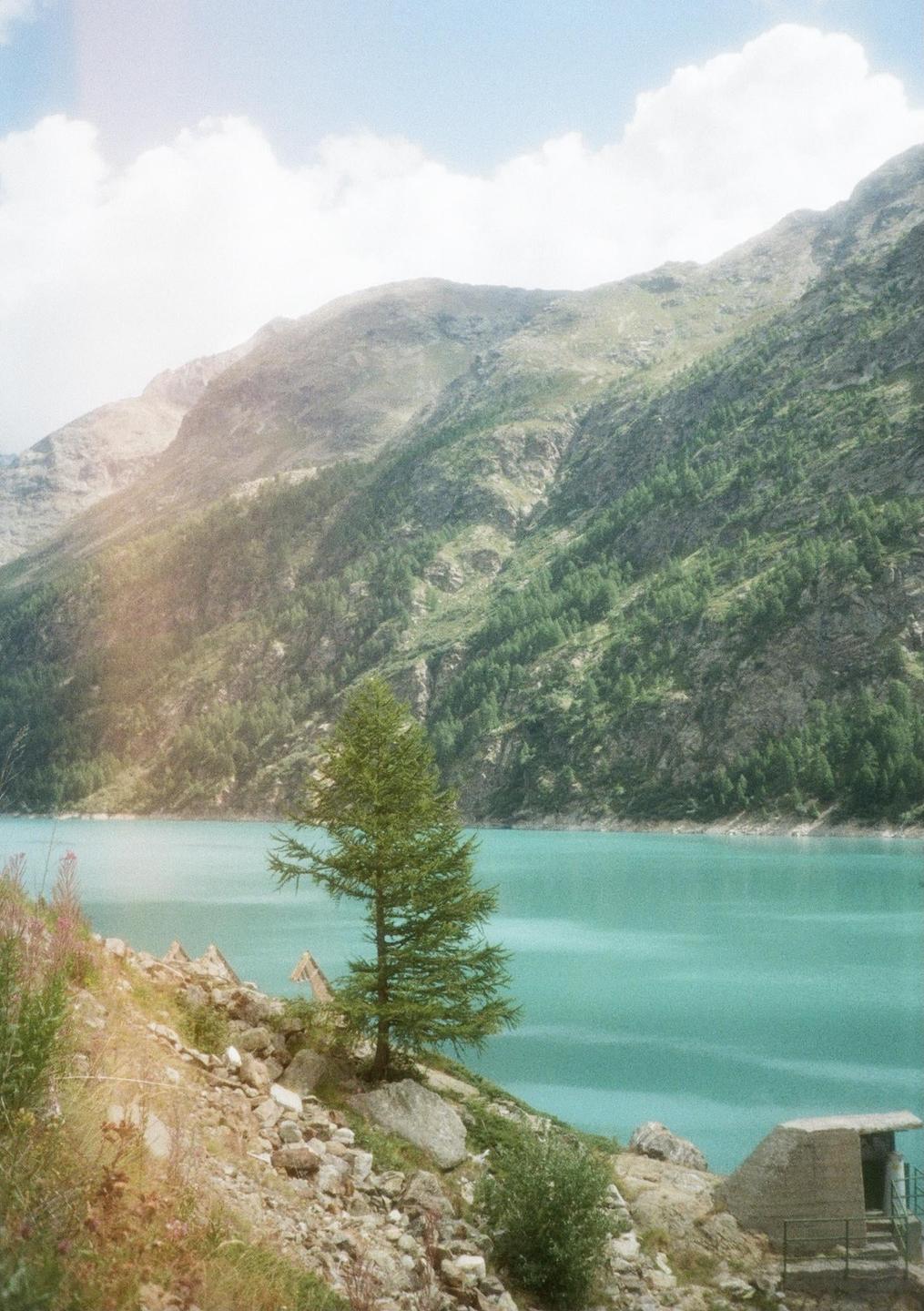 A lone pine tree stands on a rocky slope overlooking a turquoise lake surrounded by mountains.