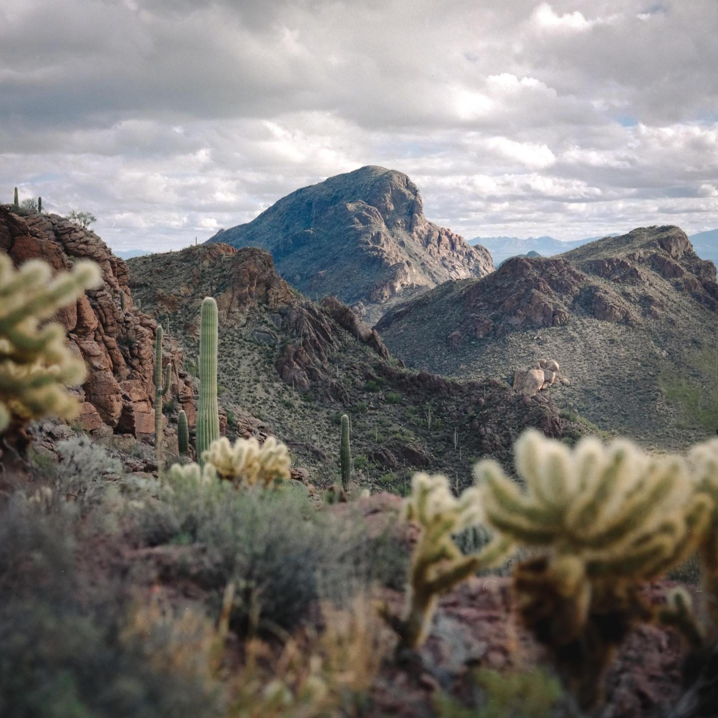 A desert landscape features mountains and various cacti under a cloudy sky.