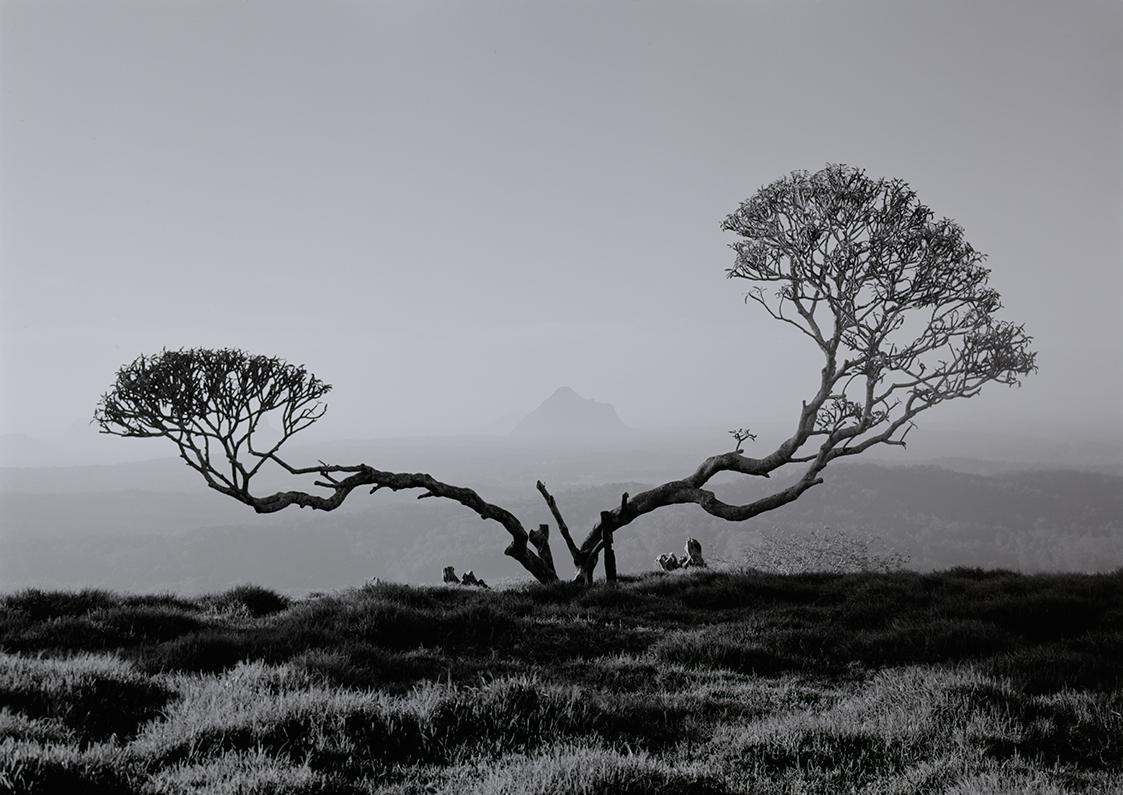 A lone tree with two distinct canopies stands on a grassy hill overlooking a hazy mountain range.