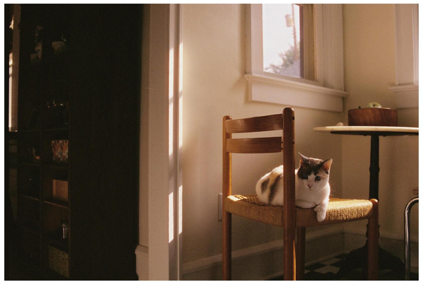 A calico cat sits on a woven chair in a sunlit room.