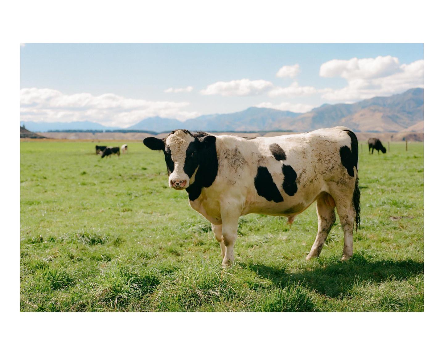 A black and white cow stands in a green pasture with mountains in the background under a blue sky.