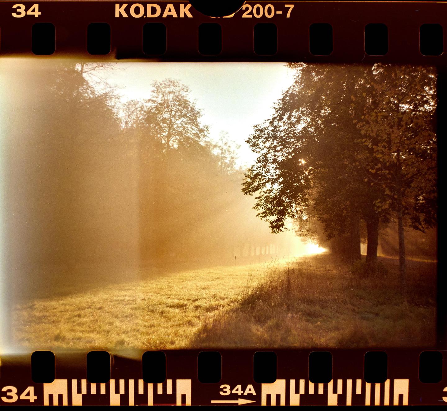 Sunlight streams through a hazy forest onto a grassy field.