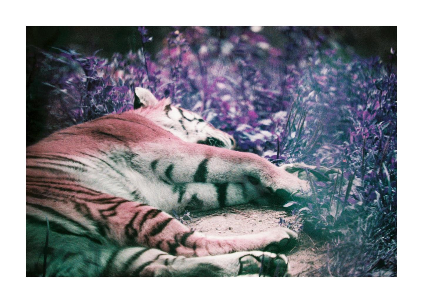 A tiger with pink fur and black stripes is sleeping in purple foliage.