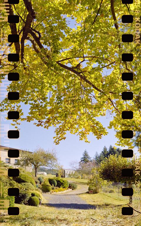 A tree with bright green leaves hangs over a winding path leading to a house in the distance.