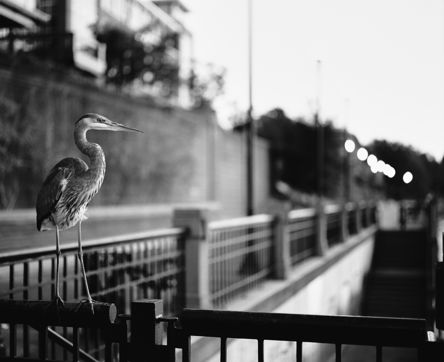 A great blue heron stands on a metal railing next to a street with blurred lights in the background.