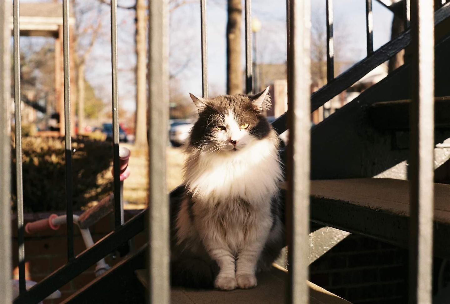 A fluffy cat with white and gray fur sits on a step behind metal railings, looking directly at the viewer.