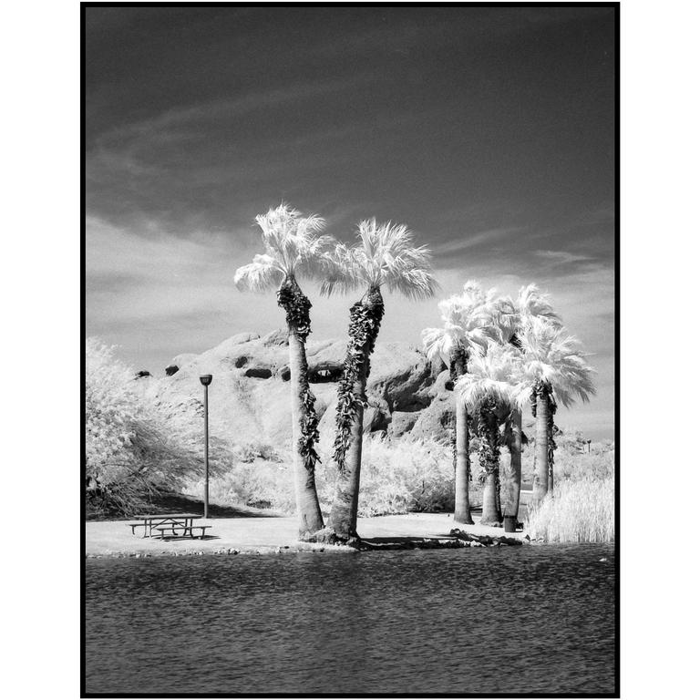 Palm trees stand on the shore of a body of water with a rocky hill in the background.