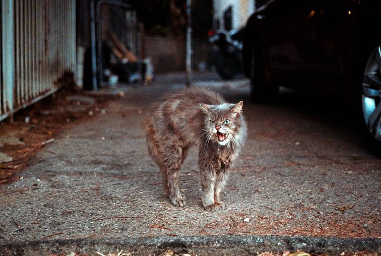 A scruffy cat with its mouth open and fangs showing stands on a paved surface with a car in the background.