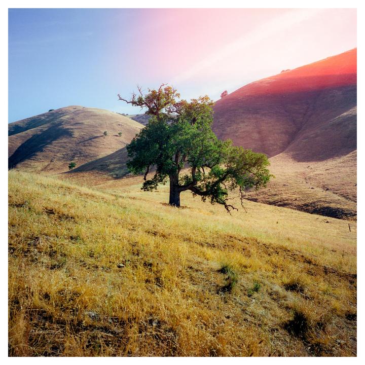A lone tree stands on a golden hillside under a bright sky with a red lens flare.