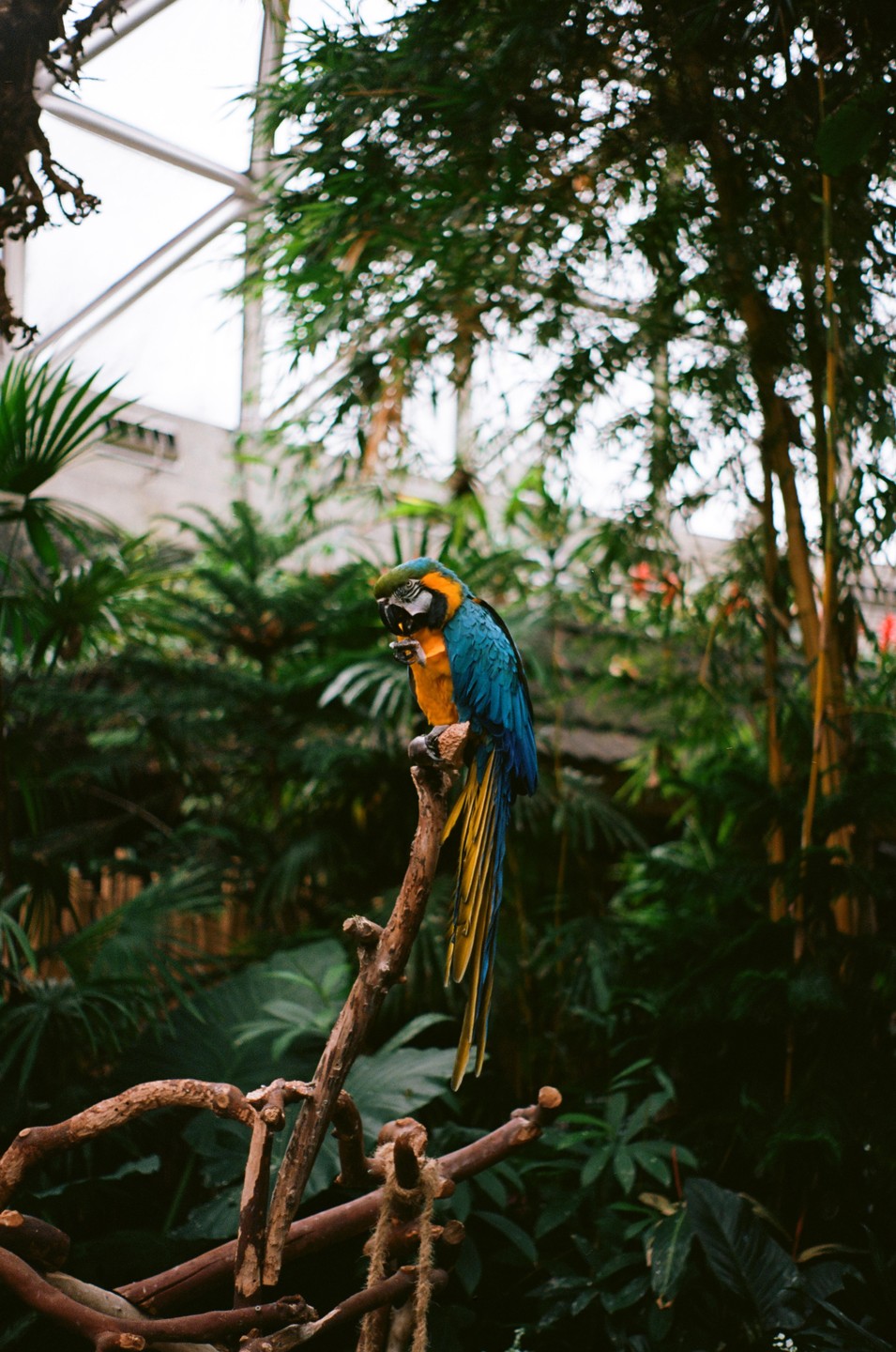A blue and yellow macaw perches on a branch in a lush conservatory.