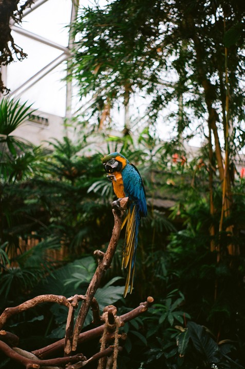 A blue and yellow macaw perches on a branch in a lush conservatory.