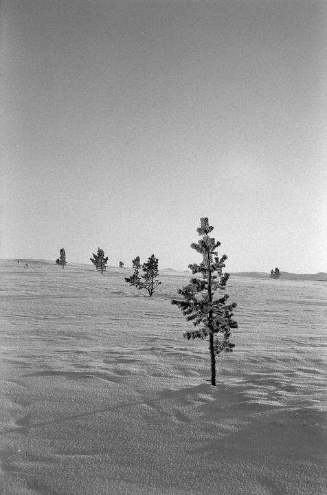 A snow-covered field with several small evergreen trees under a clear sky.