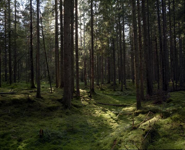 Sunlight streams through tall trees onto a mossy forest floor.