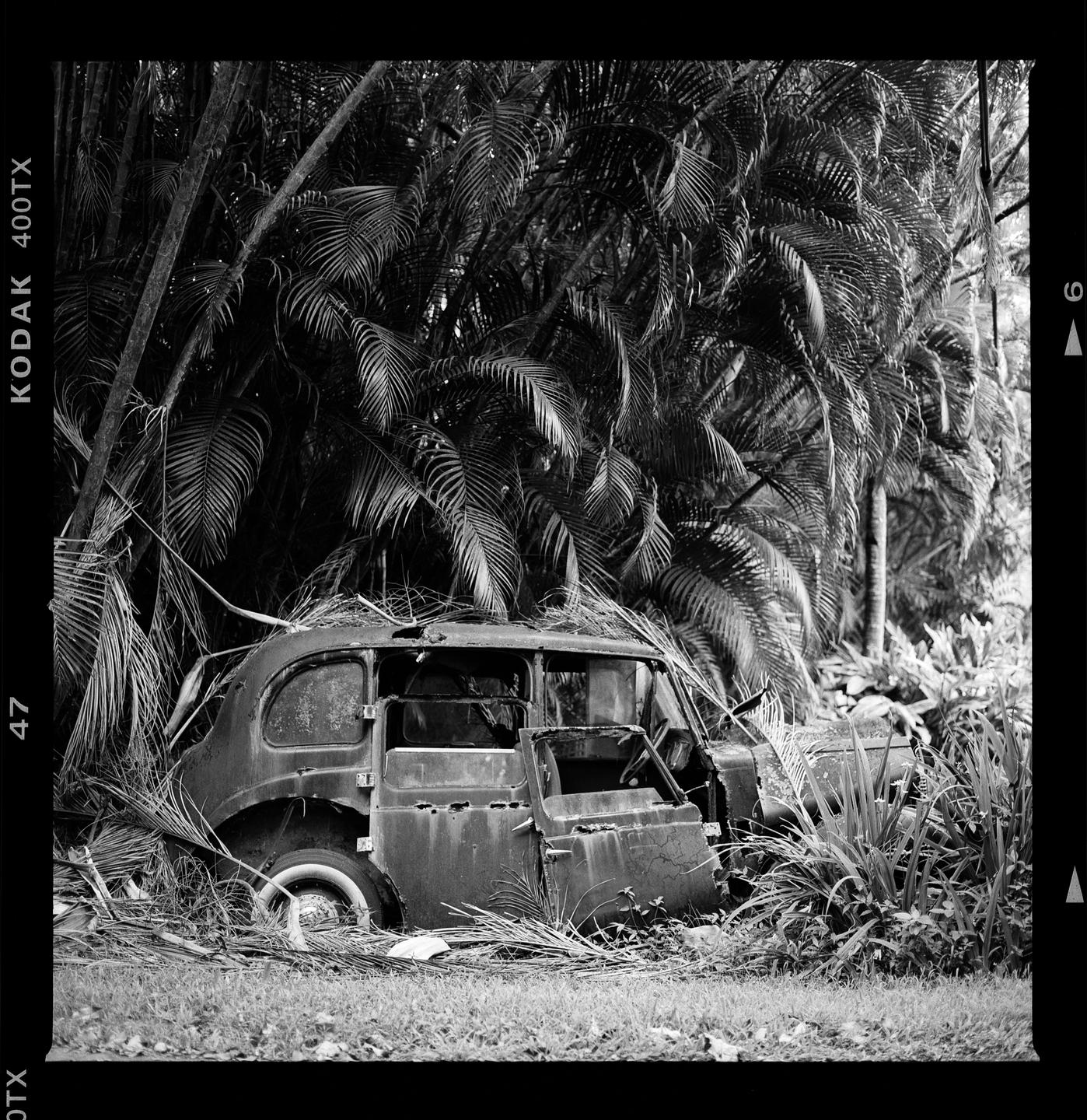 A rusty, abandoned car is overgrown with palm fronds and other vegetation.