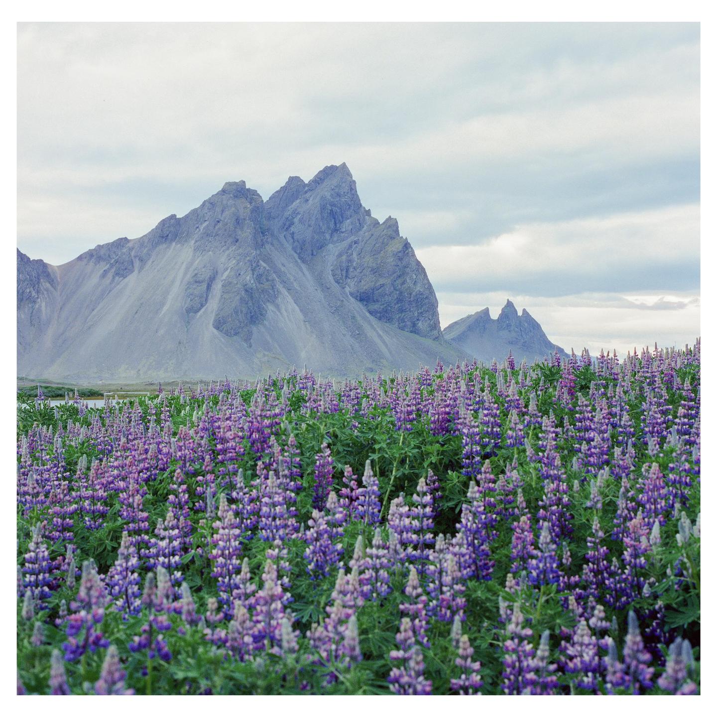 A field of purple lupine flowers grows in front of a large, jagged mountain range under a cloudy sky.