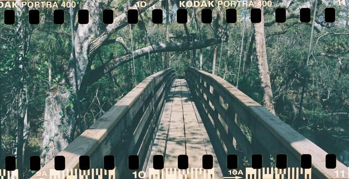 A wooden bridge extends through a lush, green forest with trees and foliage.