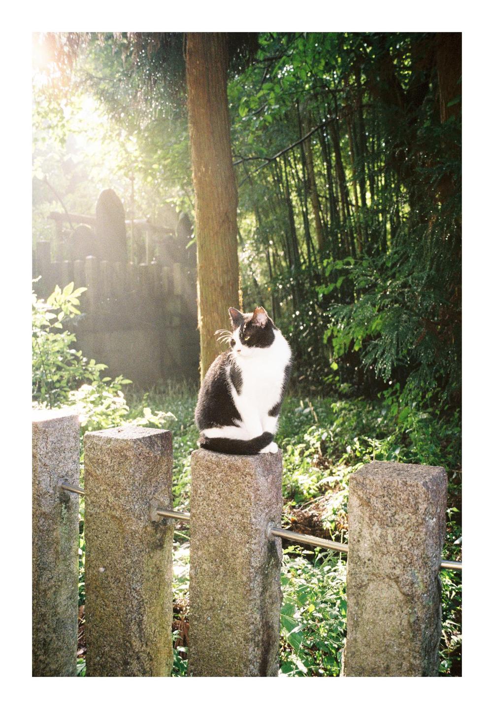 A black and white cat sits on a stone post in a lush green setting with sunlight filtering through the trees.