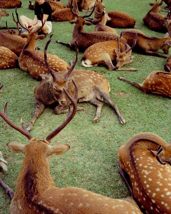 A woman sits on the grass surrounded by many deer with antlers.