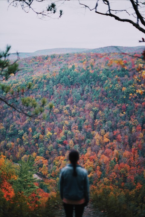 A person stands on a cliff overlooking a vast forest of autumn trees.