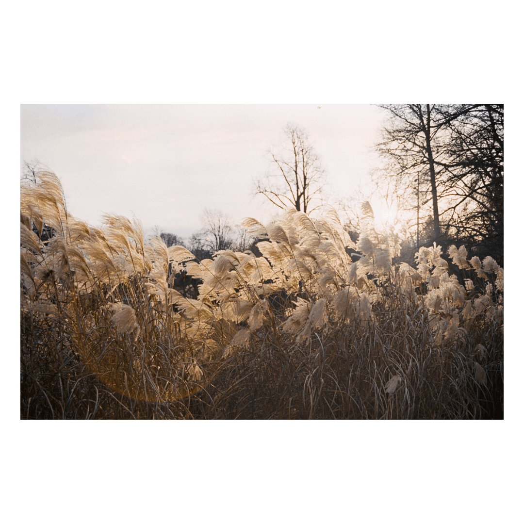 Sunlight illuminates tall, feathery reeds with bare trees in the background.