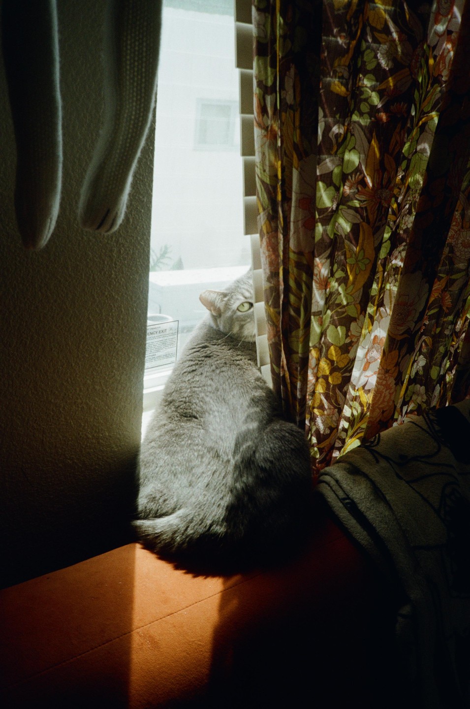 A gray cat sits on a window sill, looking over its shoulder at the viewer.
